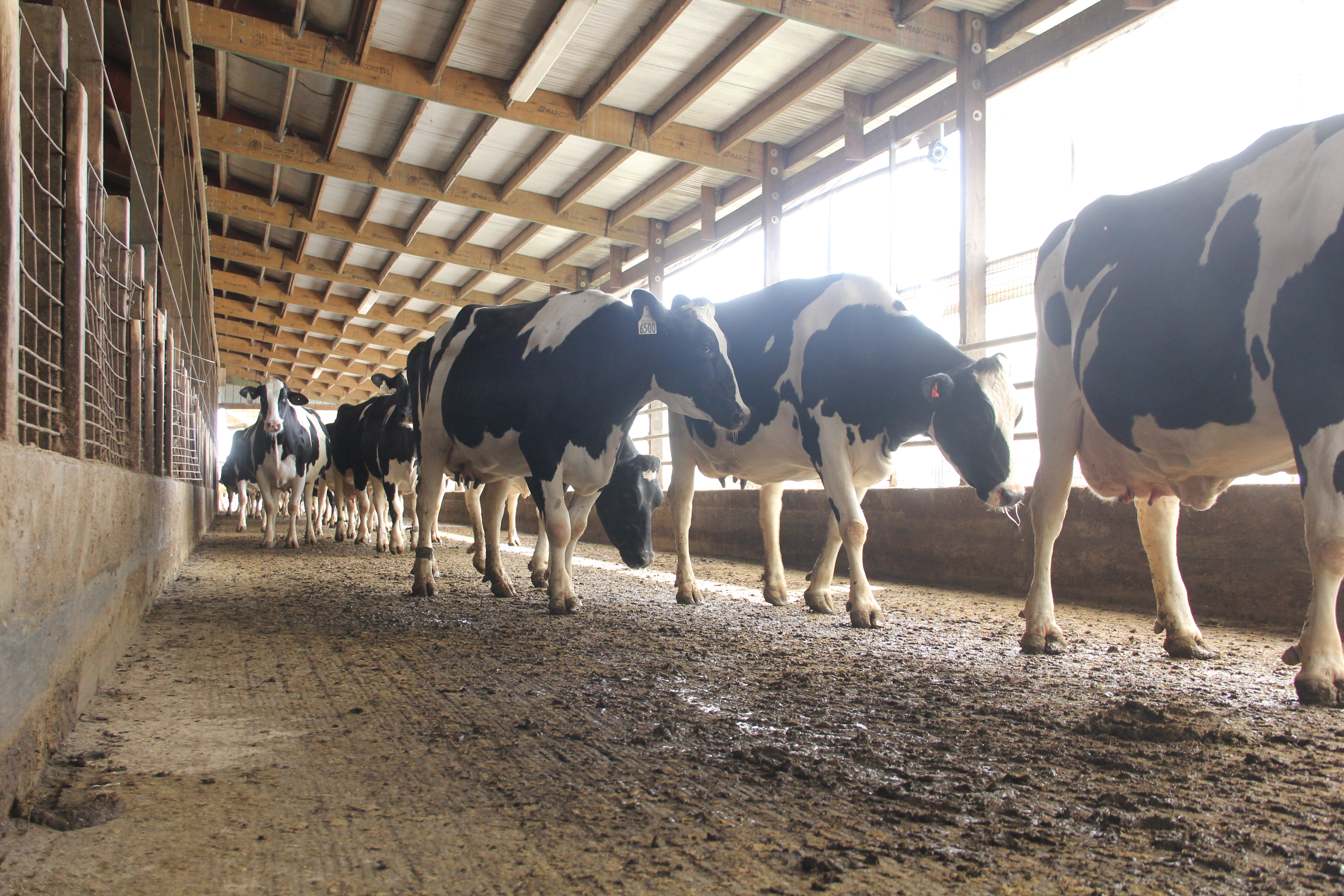 some dairy cows standing on concrete. 